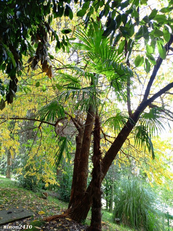 Адлер. В пансионате "Орбита" - Нина Бутко