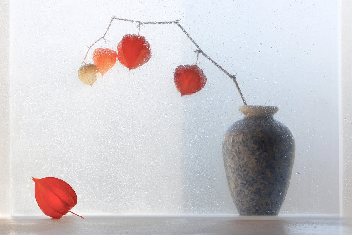 Ноябрьский этюд с физалисом - Olenka 