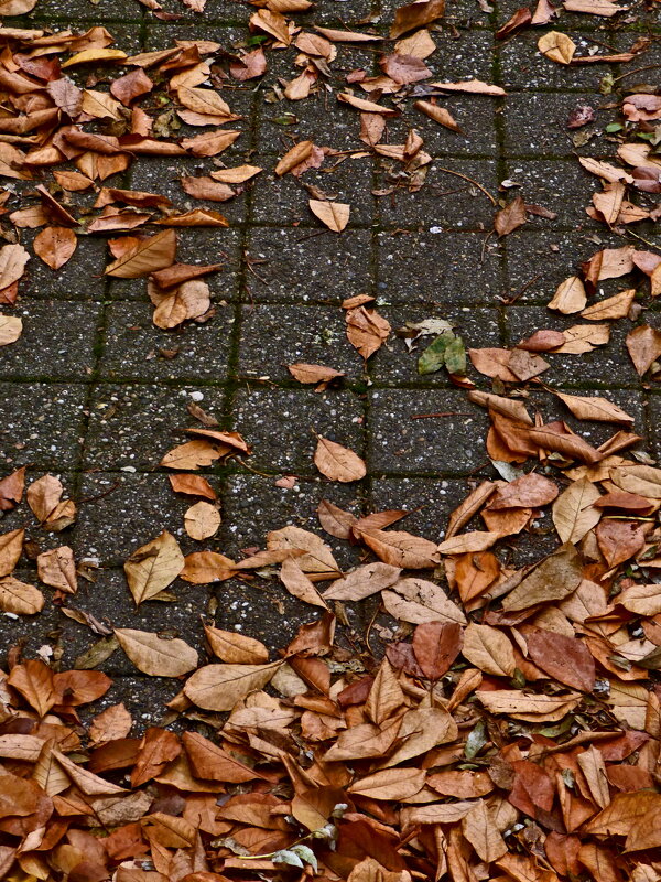 Осень 64 - Алексей Кузнецов