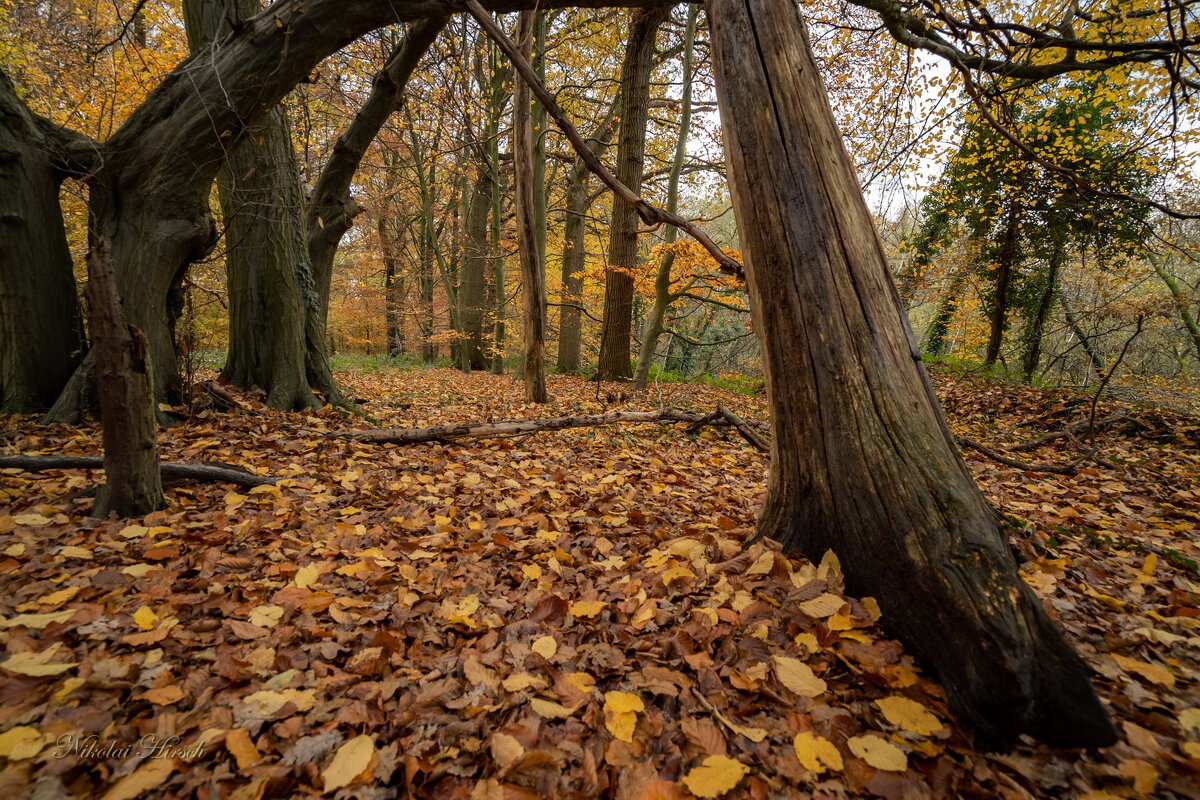 Старое дерево... - Николай Гирш