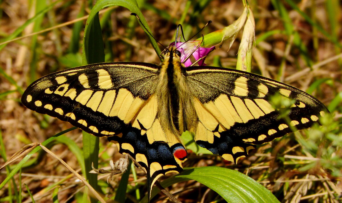 опять про бабочек...79 - Александр Прокудин