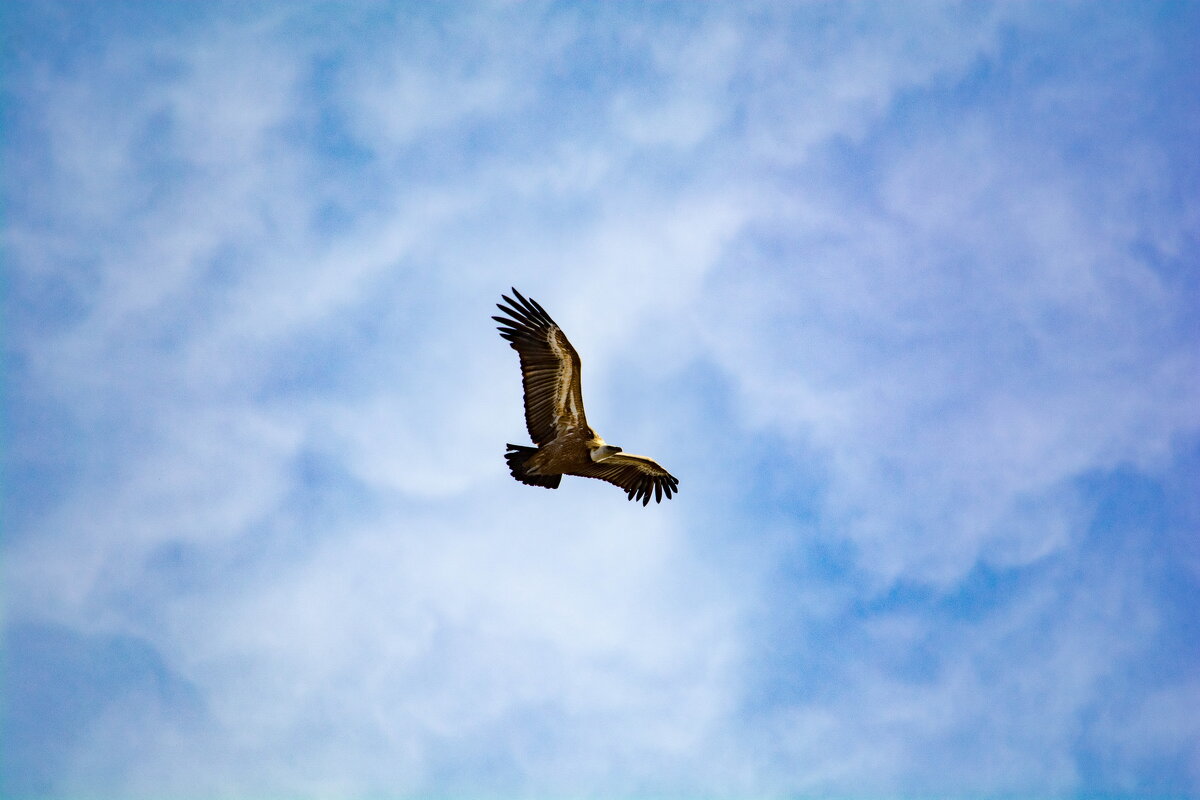 Орел царь горных вершин - Юсиф Саркаров