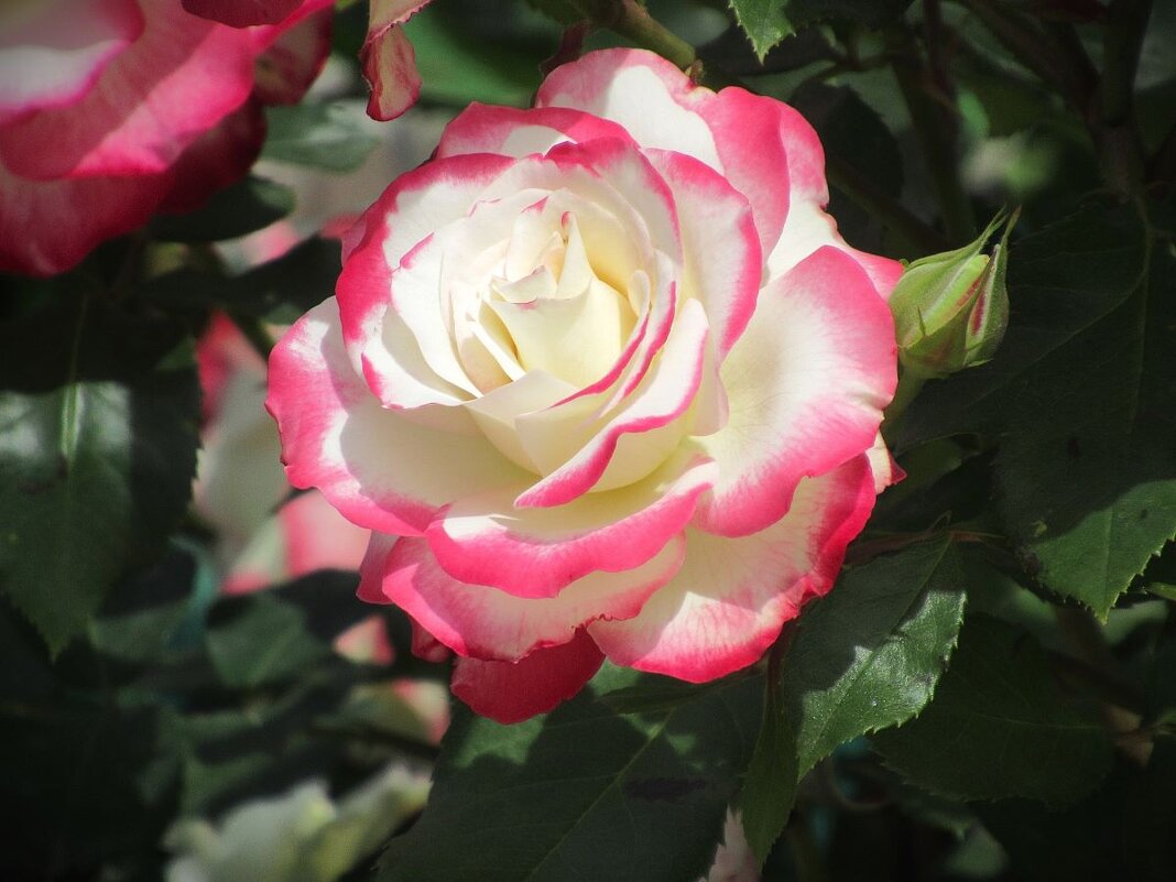 Розы... розы... - viach 