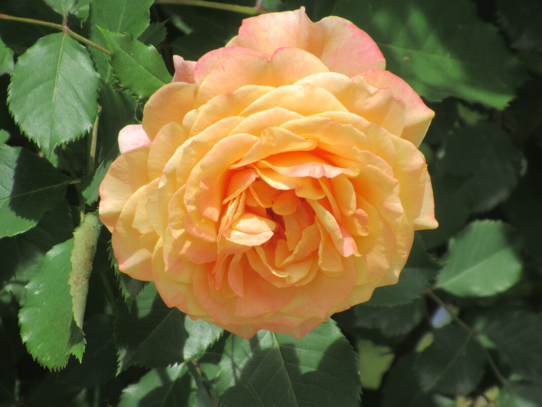 Розы... розы... - viach 