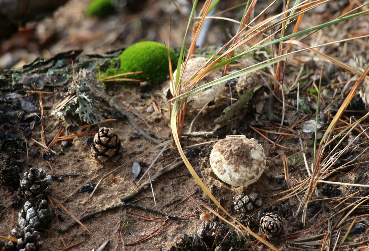 И в ноябре растут грибы - Наталья Герасимова