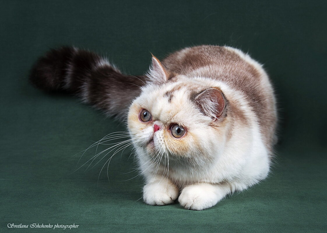 И ещё раз Матильда - Светлана Ищенко