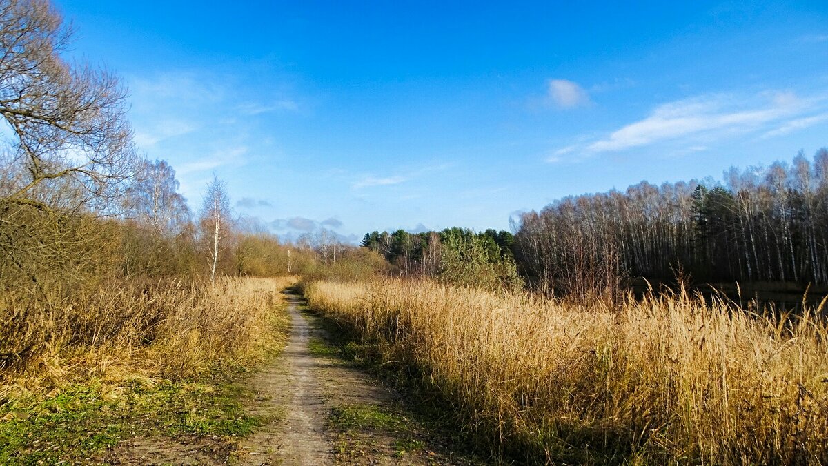 Осенний пейзаж. - Милешкин Владимир Алексеевич 