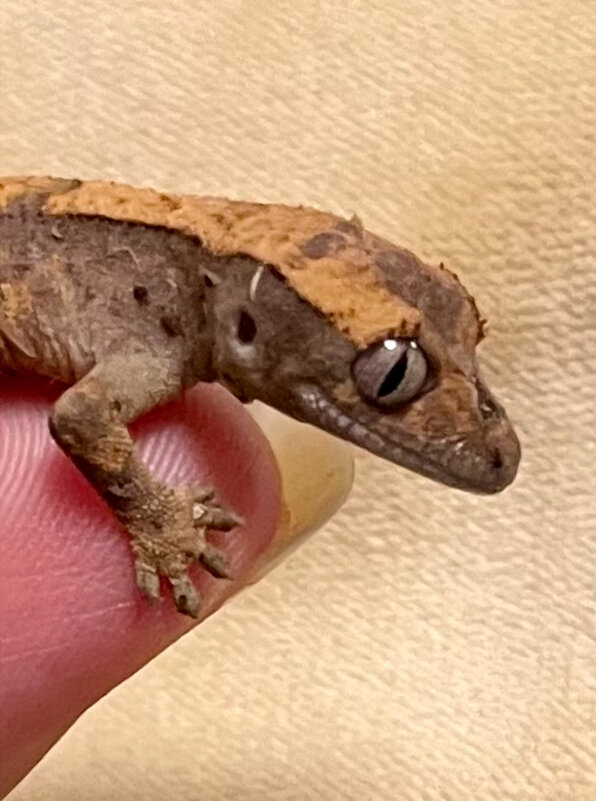 Моя Тигруля - Ален Янн 