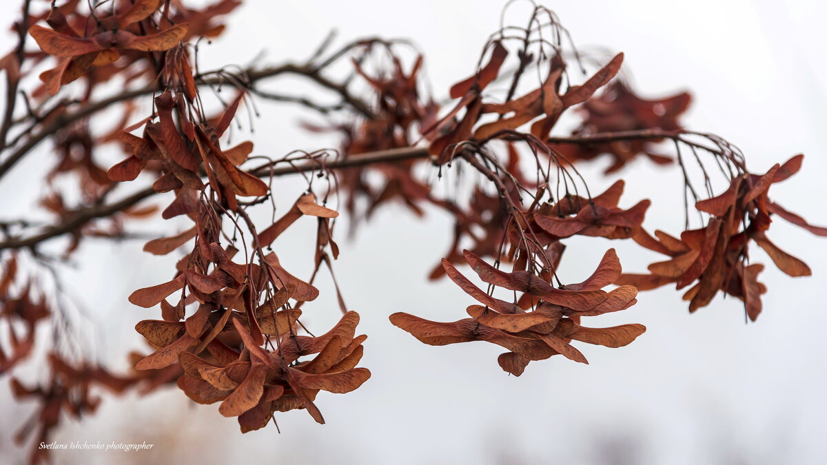 ,,, - Светлана Ищенко