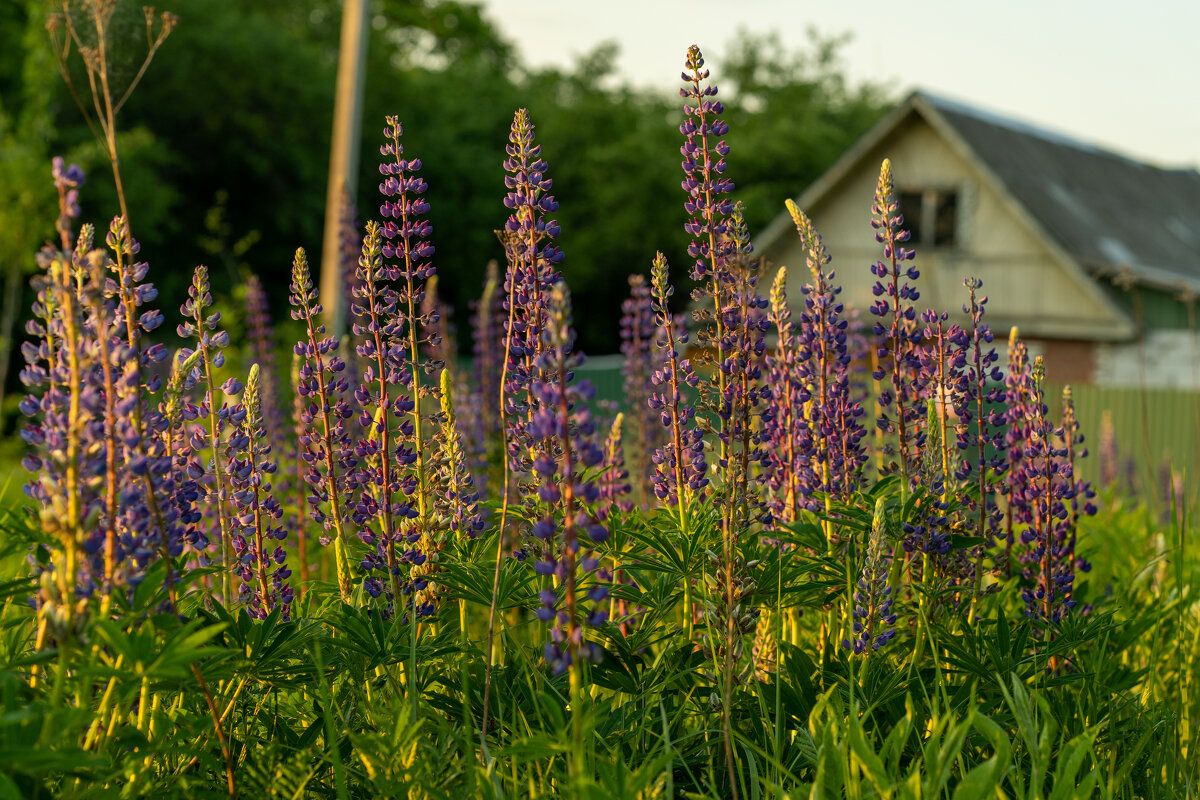 Люпиновый лес - Galina Iskandarova