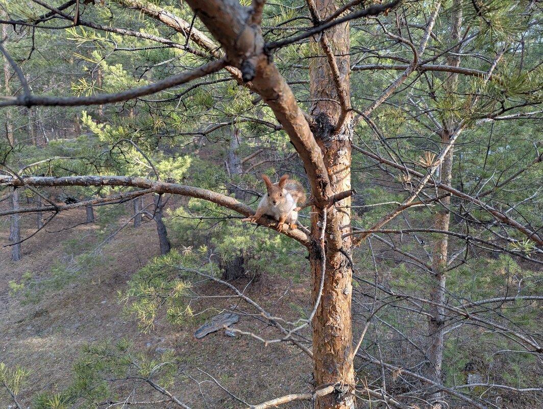 Резвая белка - Андрей Хлопонин