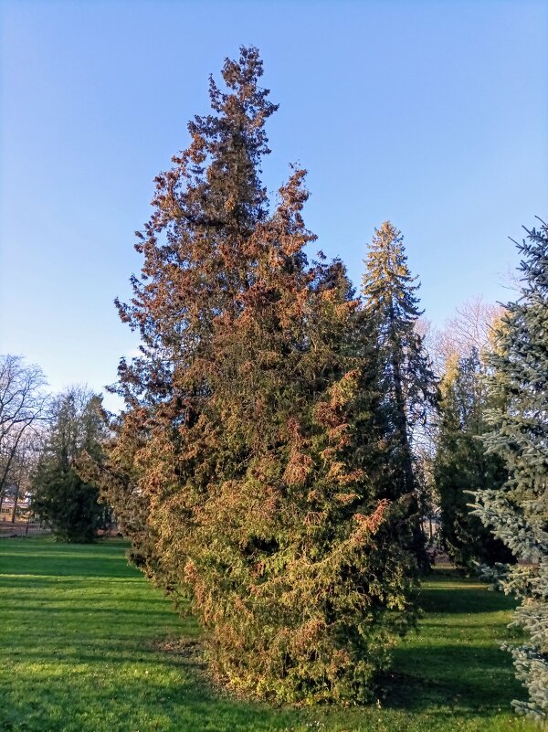 Туи в парке Кадриорг - Veera V