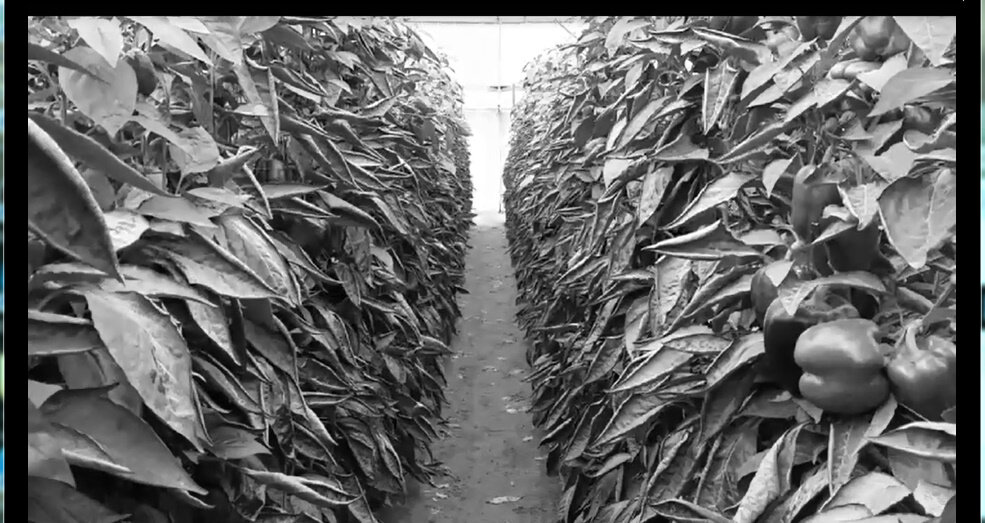 114 (158) - CLOSE WAYS ALL