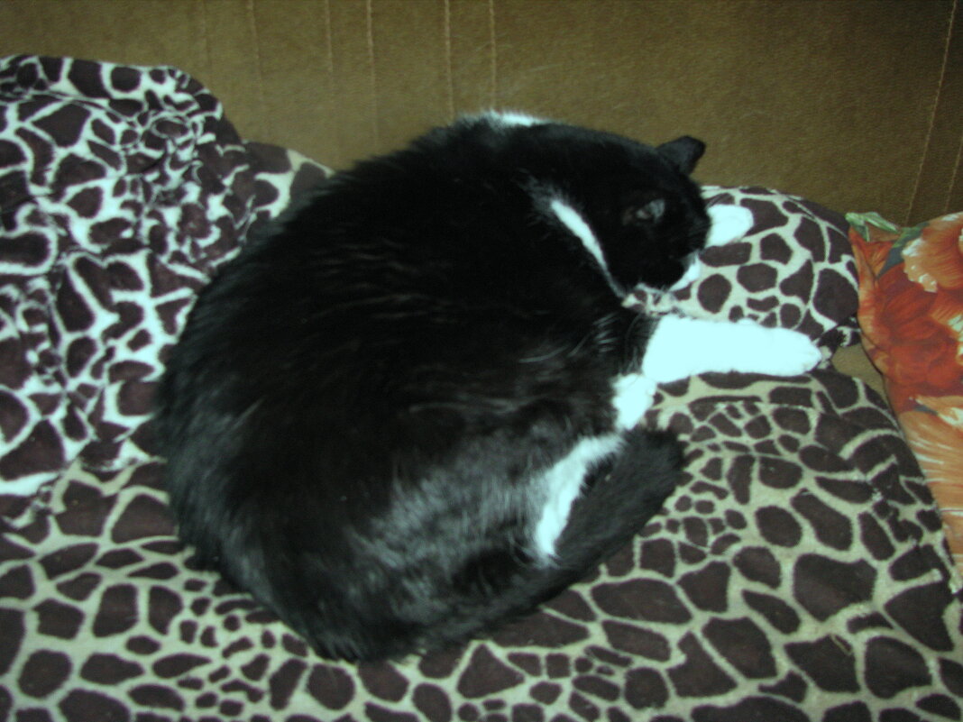 Нагулялся и уснул - Людмила Смородинская Нагулялся и уснул - Людмила Смородинская