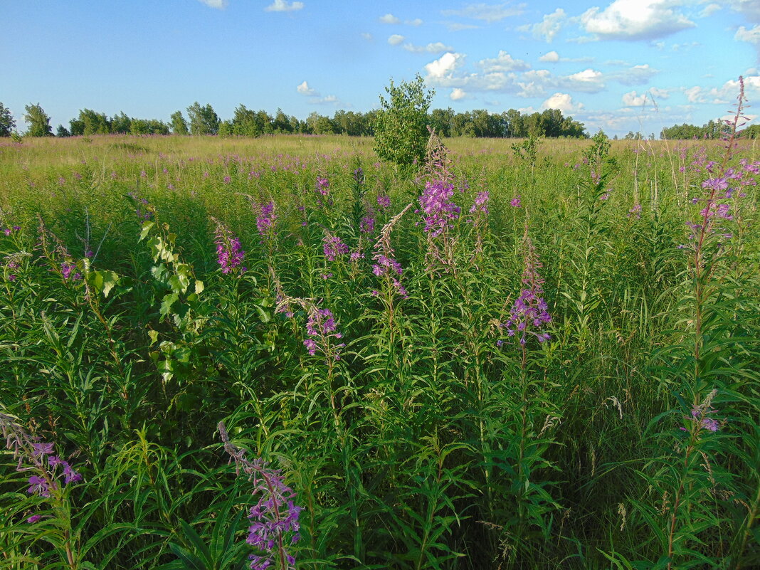 Когда цветёт кипрей. - nadyasilyuk Вознюк