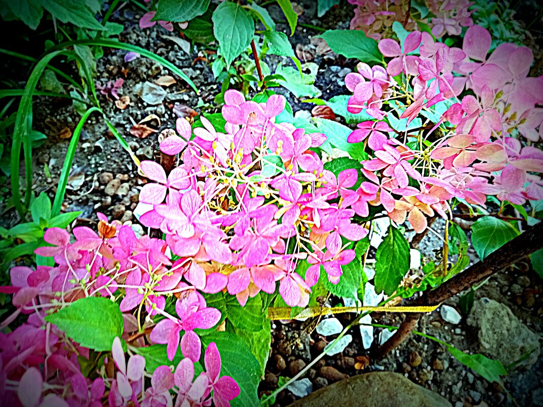 Цветы - Владимир Драгунский