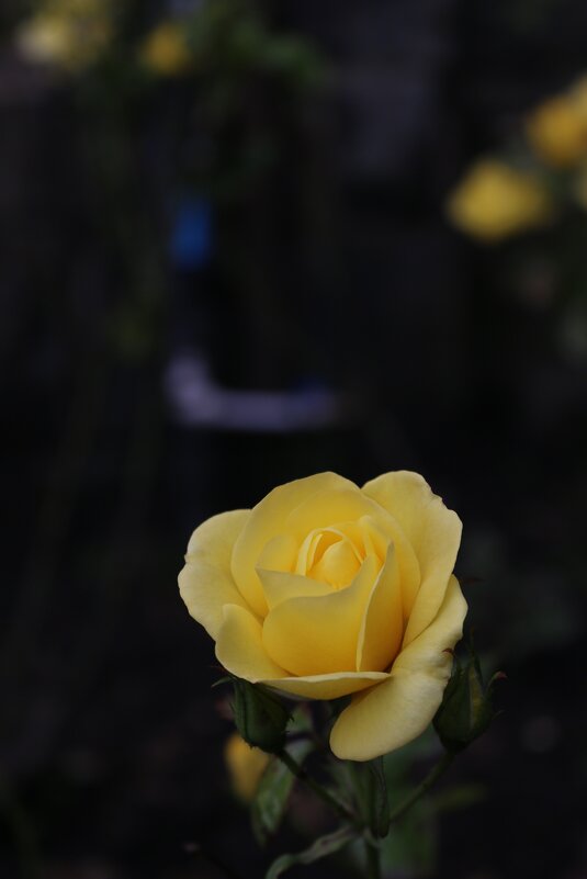 Розы шотландских парков - Ольга 