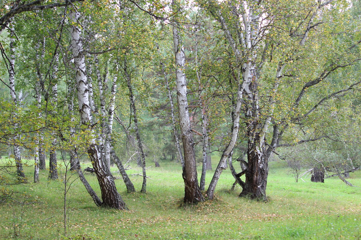 лето на исходе - Ольга Гомзина