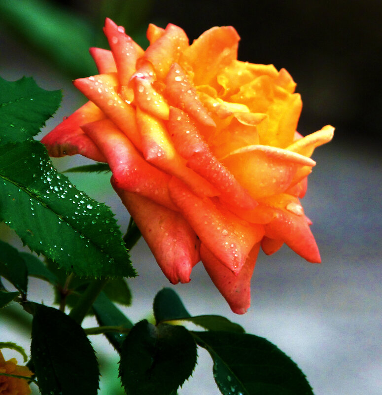 Оранжевая Флорибунда - Валентин Семчишин Оранжевая Флорибунда - Валентин Семчишин