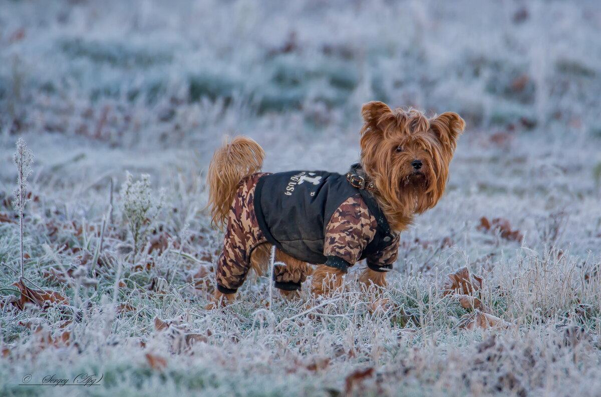 Хороший хозяин в такую погоду ....... - Sergey (Apg)