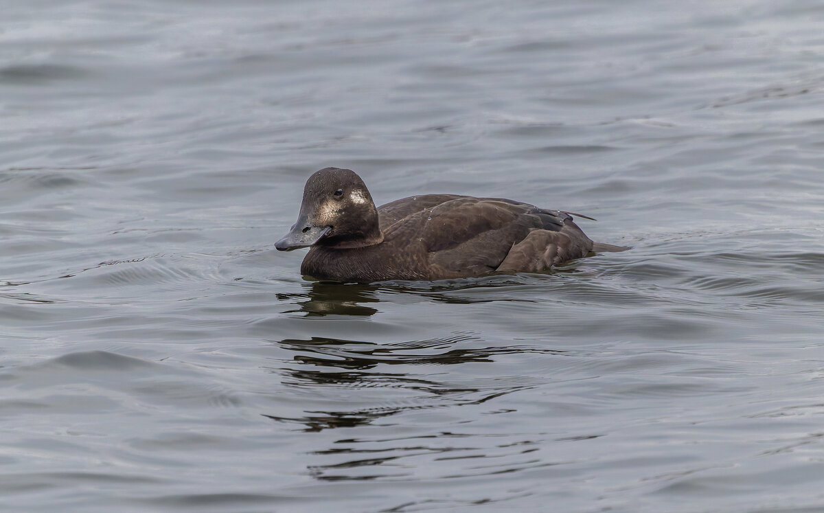 турпан. - юрий макаров