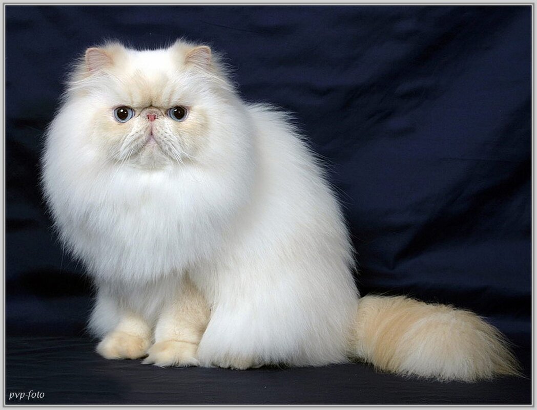 Пушистик - Владимир Попов