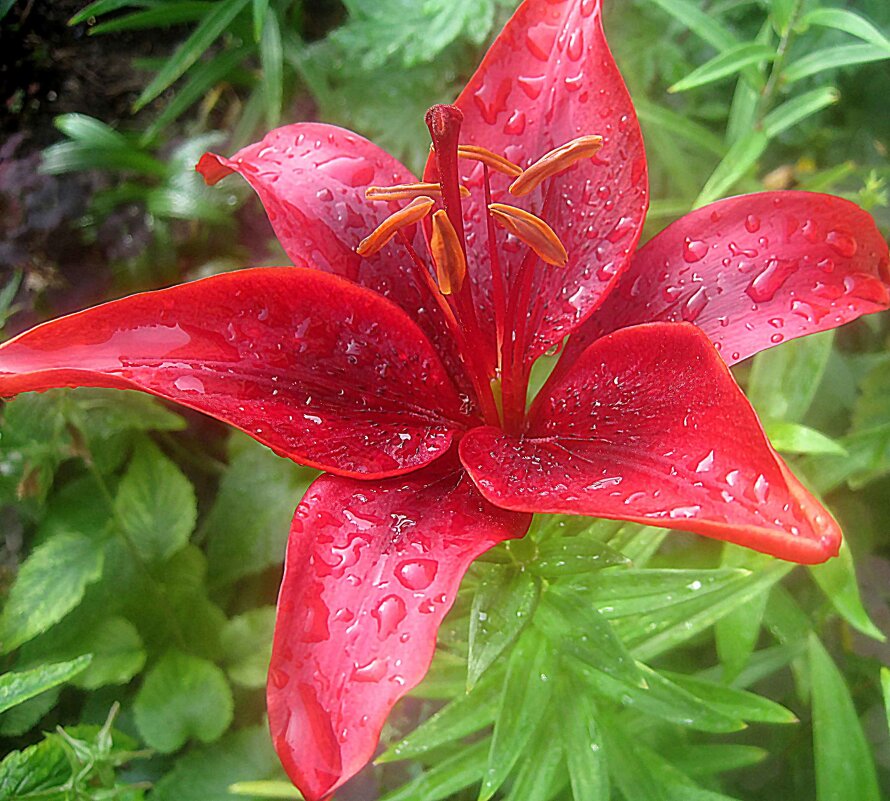 Ли..летом в капельках дождя - Елена Семигина