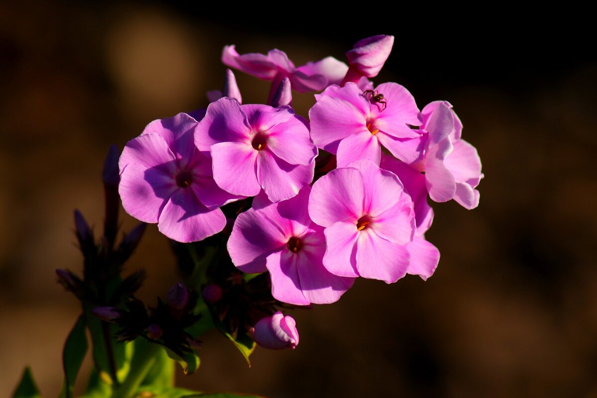 Доброе утро - Юрий. Шмаков Доброе утро - Юрий. Шмаков