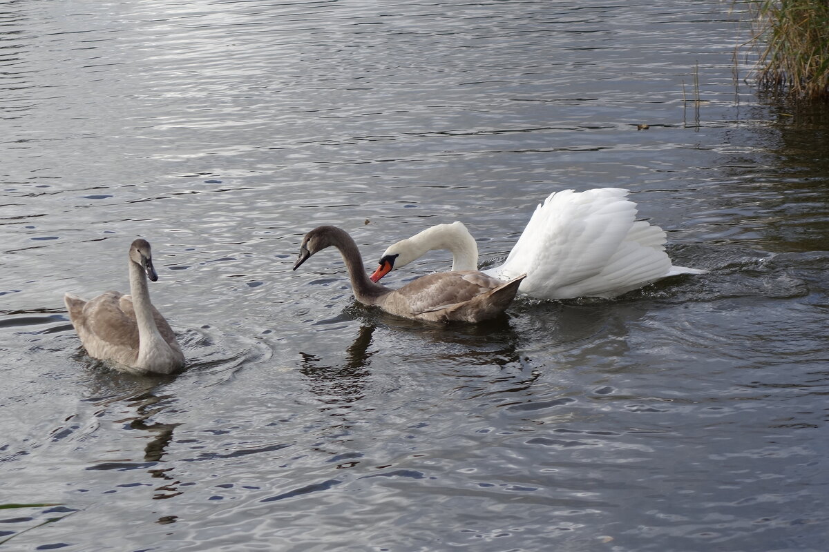 Лебеди в городском парке - Рита Симонова