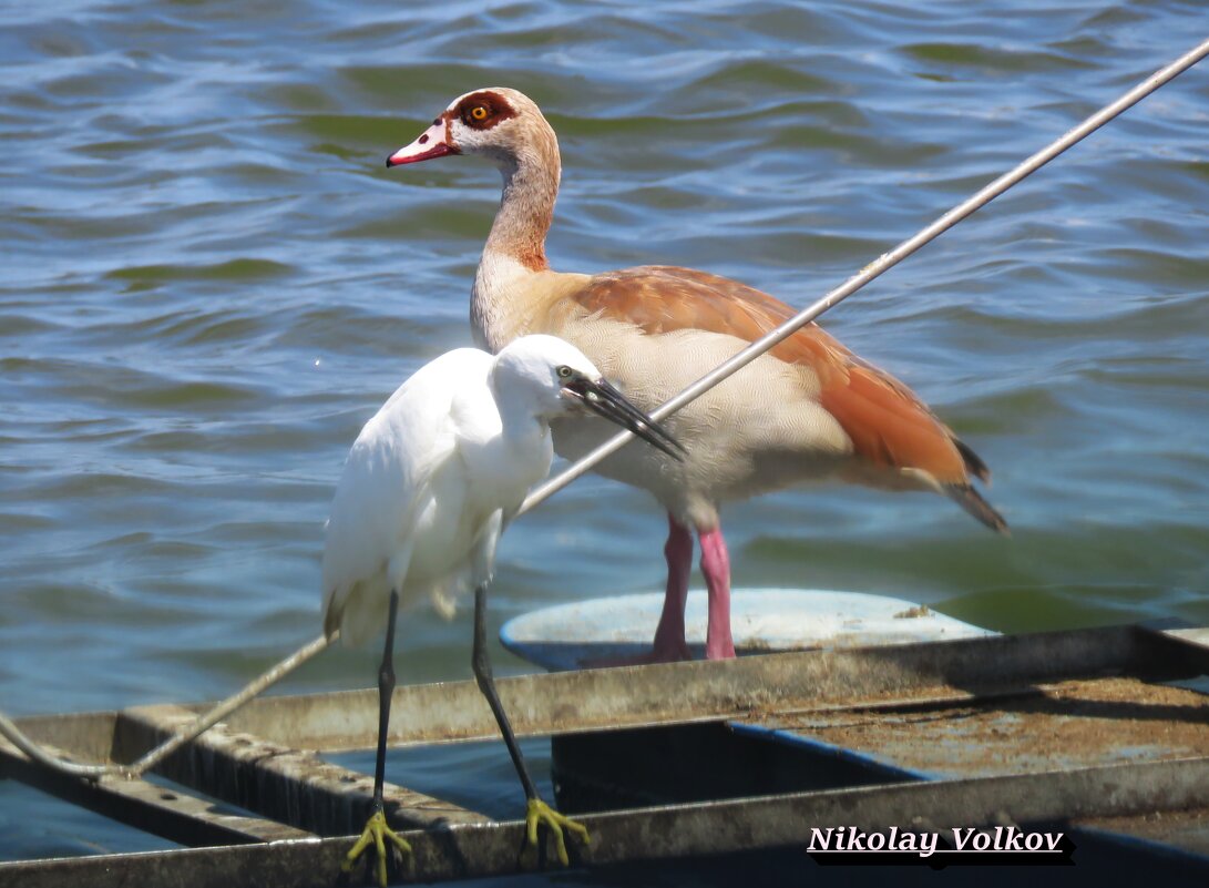 Нильский гусь и малая белая цапля. - Николай Волков