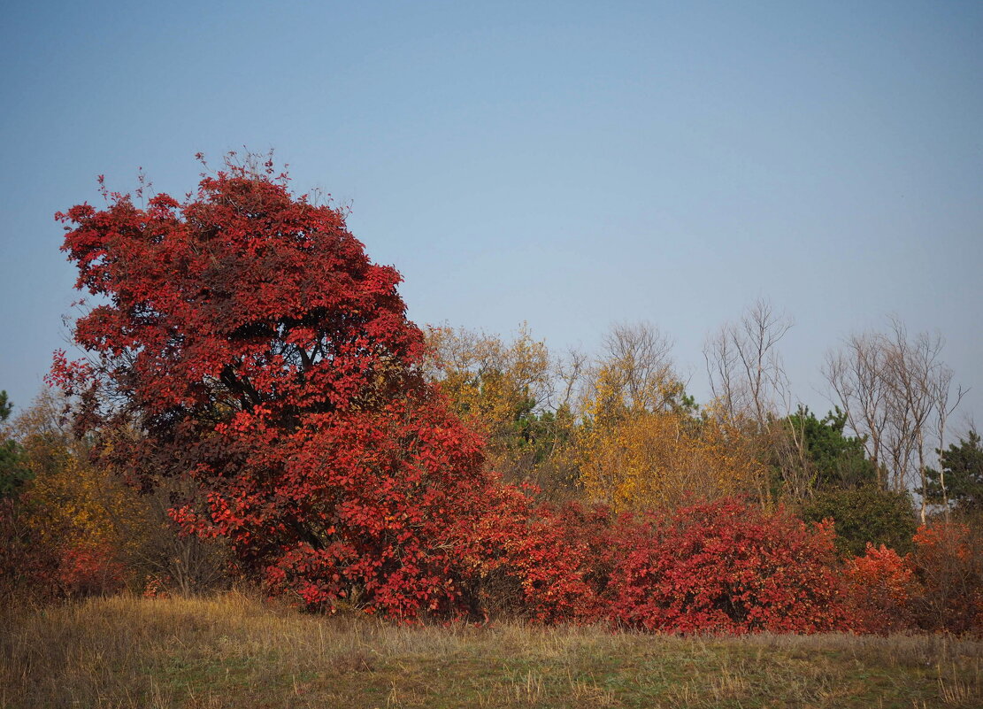 парад - Всеволод 