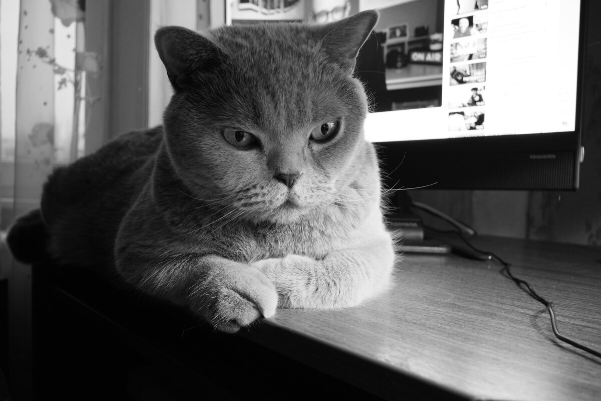 Кот Масик - Лютый Дровосек