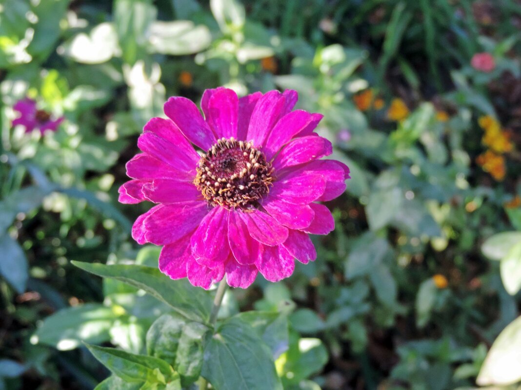 Цветок осени - ivolga 