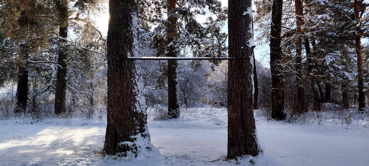 Сосны - Радмир Арсеньев