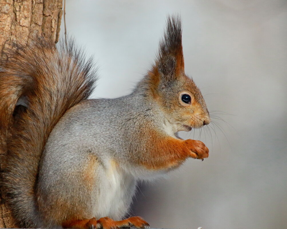 грызунья.... - Andrey Bragin 