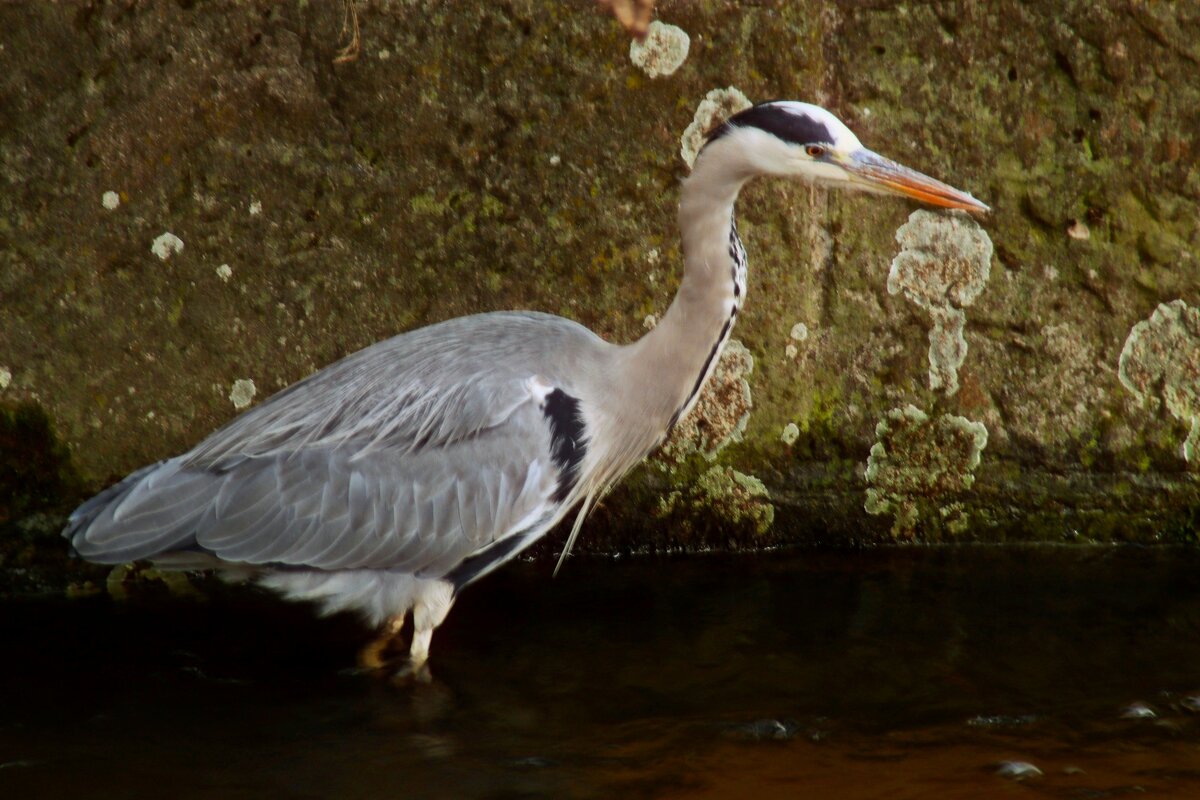 Притаилась - Юрий. Шмаков