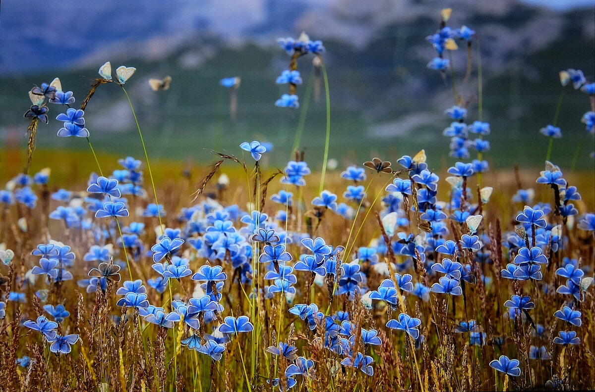 Голубая мечта. - Люба 