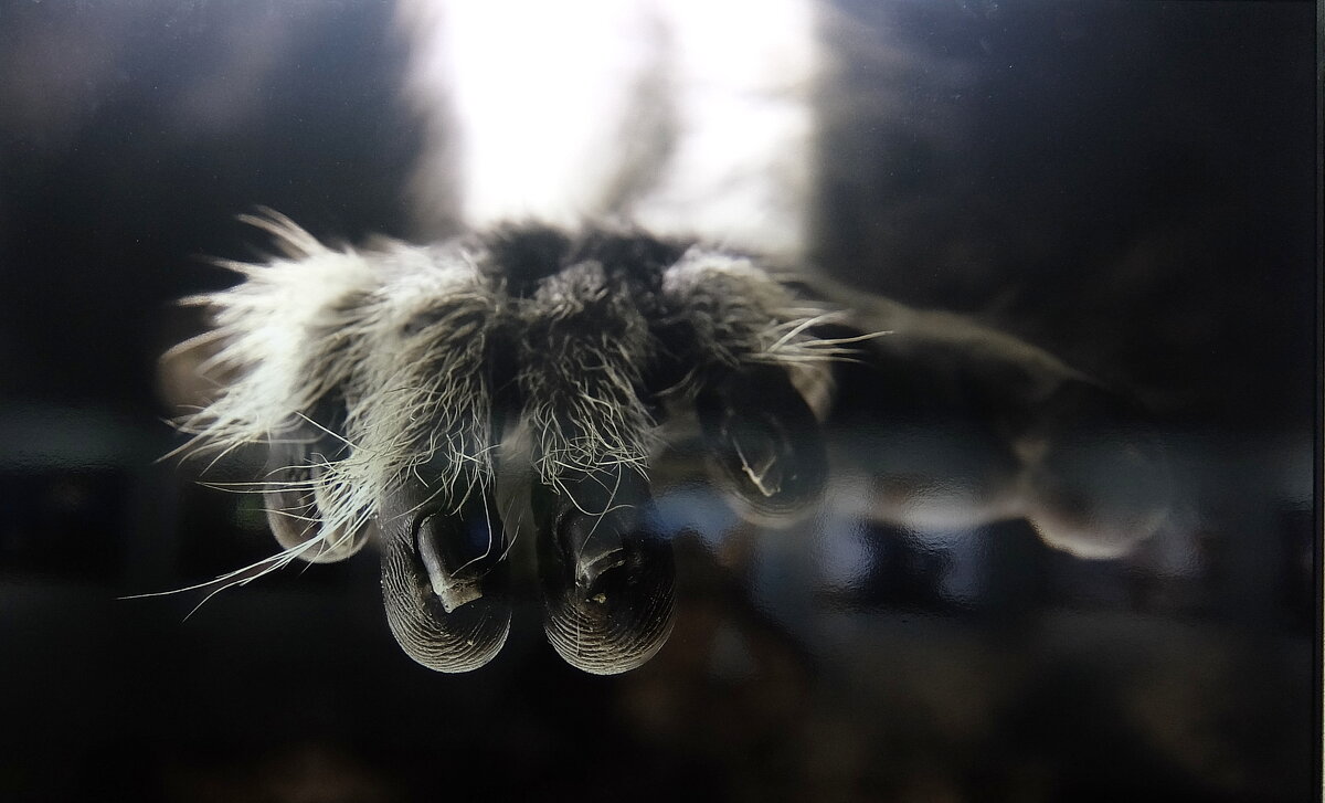 Мигрант сквозь время. - Люба 