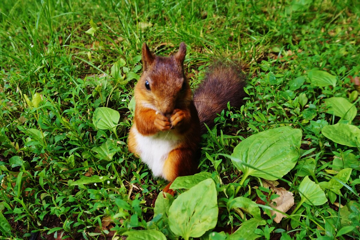 Белочка - Nataly St. 