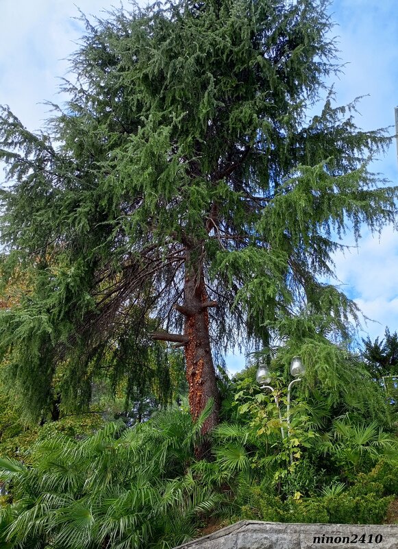 Адлер. Пансионат "Орбита" - Нина Бутко Адлер. Пансионат "Орбита" - Нина Бутко