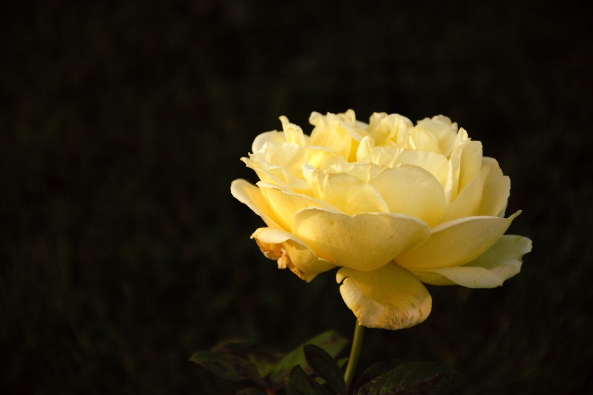 Белая роза. - Юрий Полторыхин.