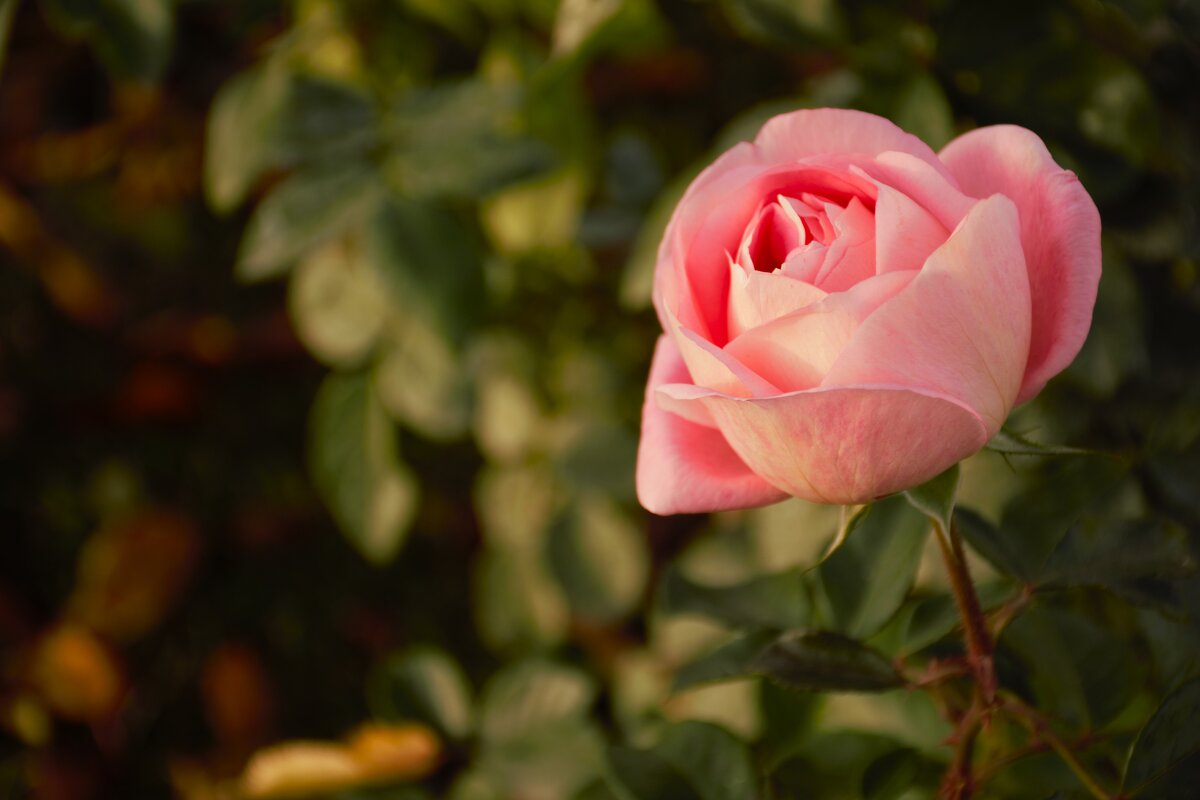 Розовая роза! - Юрий Полторыхин. Розовая роза! - Юрий Полторыхин.