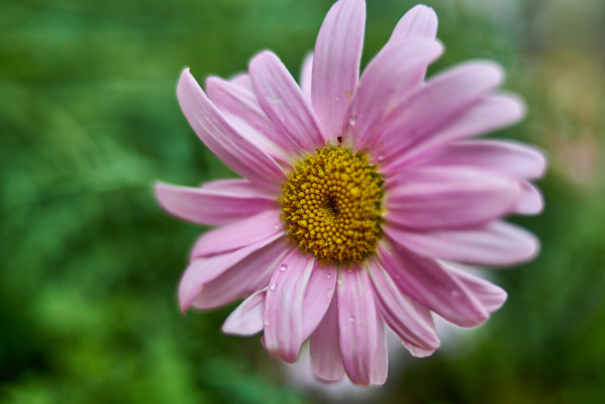 маргаритка розовая - Александр Леонов