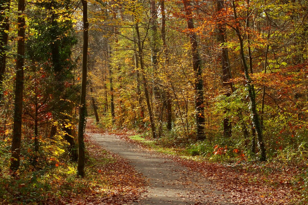 Осенние дорожки - Юрий. Шмаков Осенние дорожки - Юрий. Шмаков