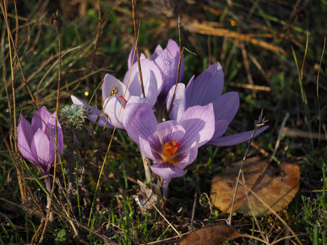 цветы запоздалые... - Всеволод 