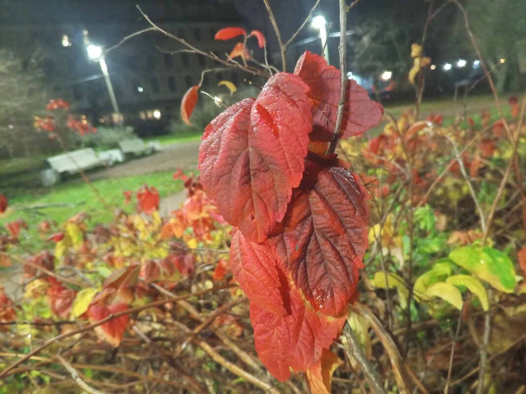 Осень - Сапсан 