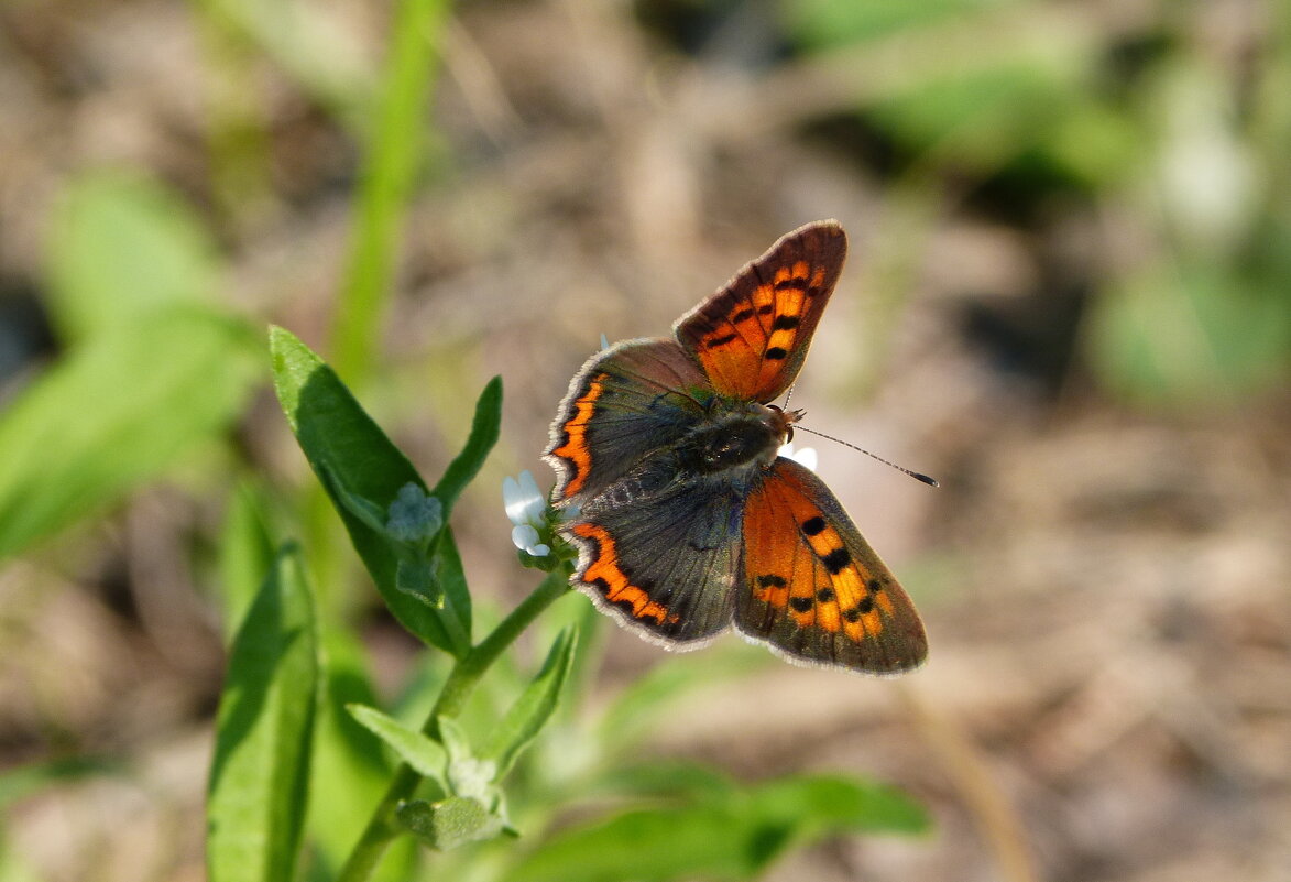 опять про бабочек...83 - Александр Прокудин