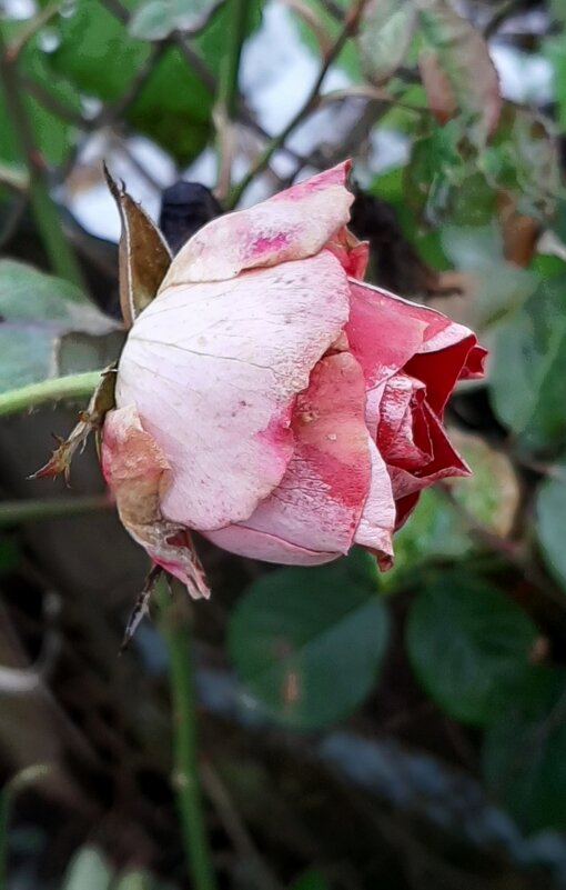 И у нас в ноябре цветут розы... - Наталья Герасимова И у нас в ноябре цветут розы... - Наталья Герасимова