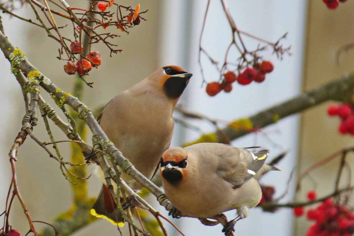 свиристели прилетели - shasha1950 свиристели прилетели - shasha1950