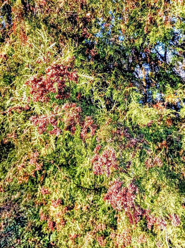 Туя в парке Кадриорг - Veera V